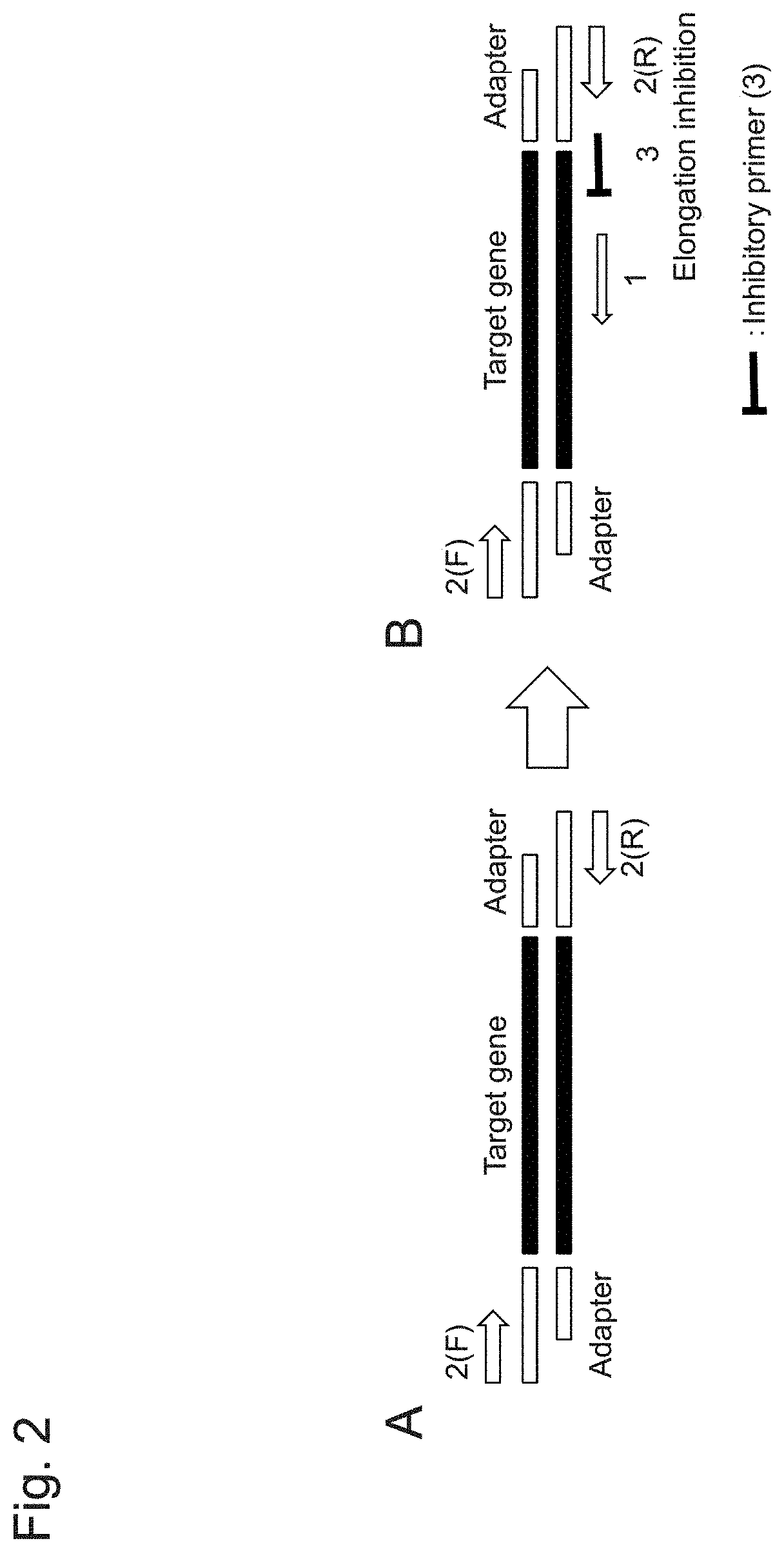 Gene-specific unbiased amplification method