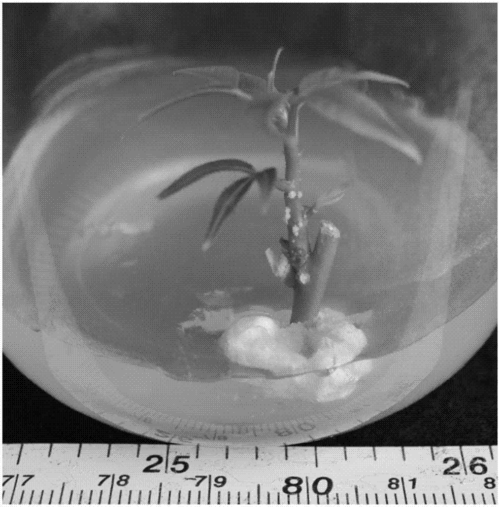 Culture medium box set for facilitating crgotvaunilocularis in-vitro rapid propagation and method