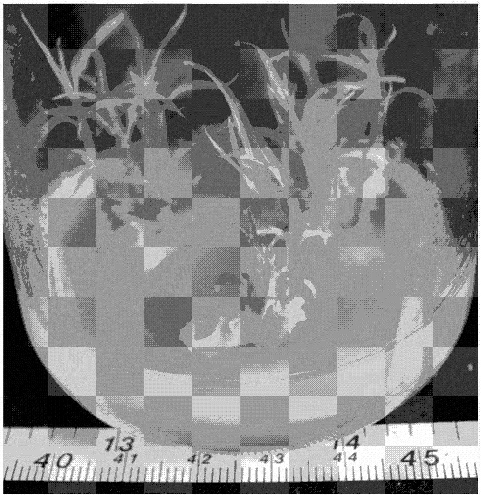 Culture medium box set for facilitating crgotvaunilocularis in-vitro rapid propagation and method