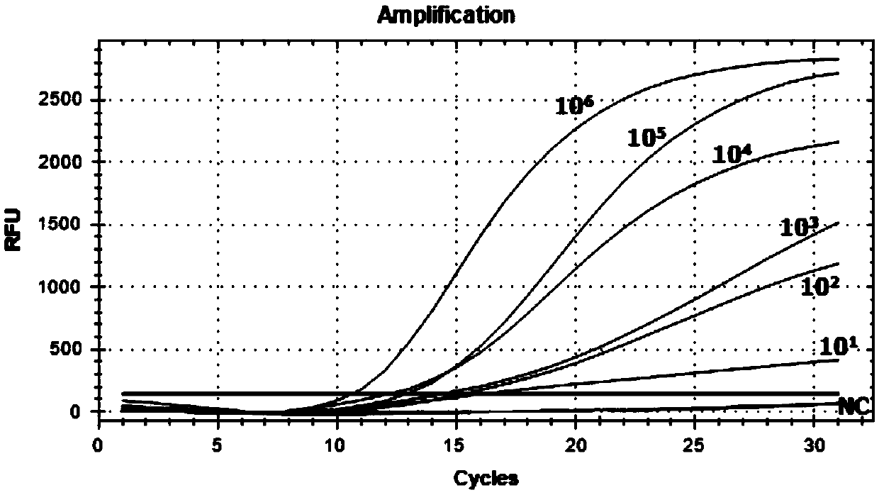 Echinococcus shiquicus detection kit based on RPA technology and application of echinococcus shiquicus detection kit