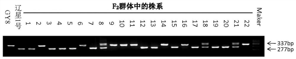 A rice blast resistance gene pi67(t), its co-dominant molecular marker closely linked and its application