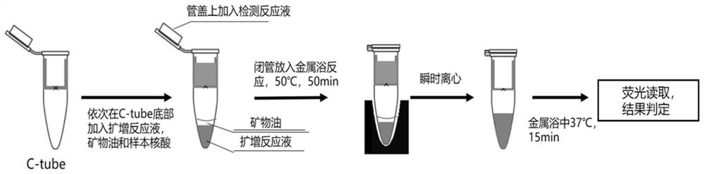 Novel coronavirus nucleic acid detection kit