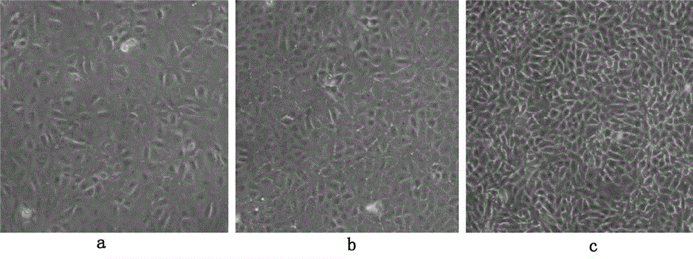 Method for producing hog cholera C-strain virus by culturing ST Cells in low serum