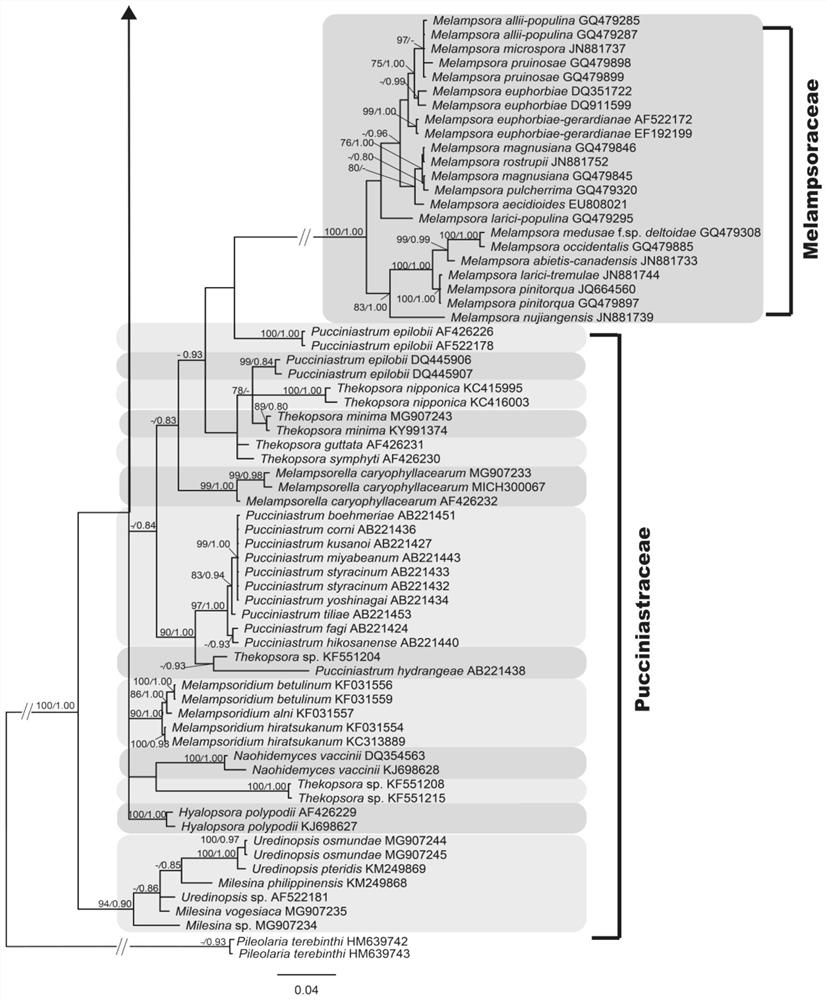 Screening method for multigene pedigree of Cylindricaceae