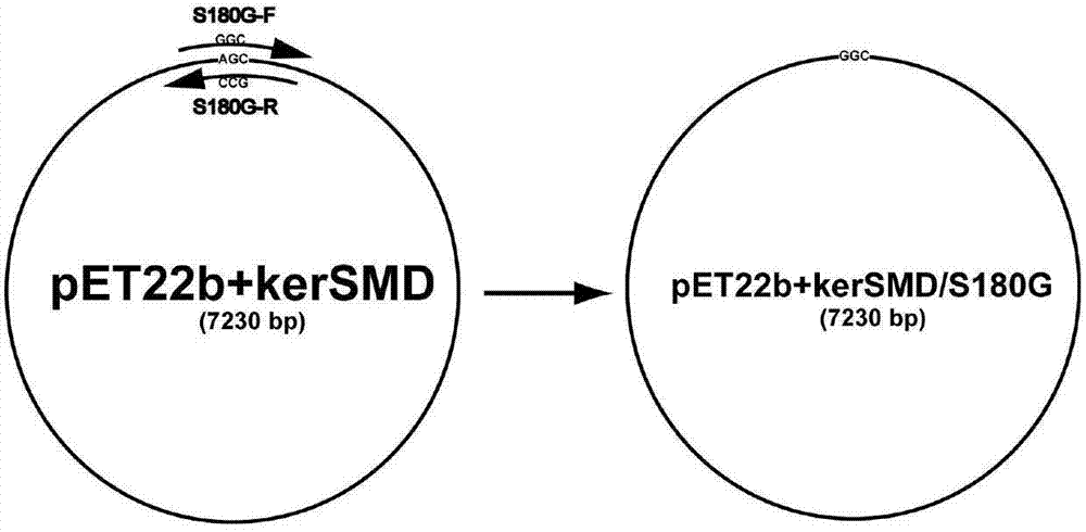 Higher-substrate-specificity keratinase mutant and preparation method thereof