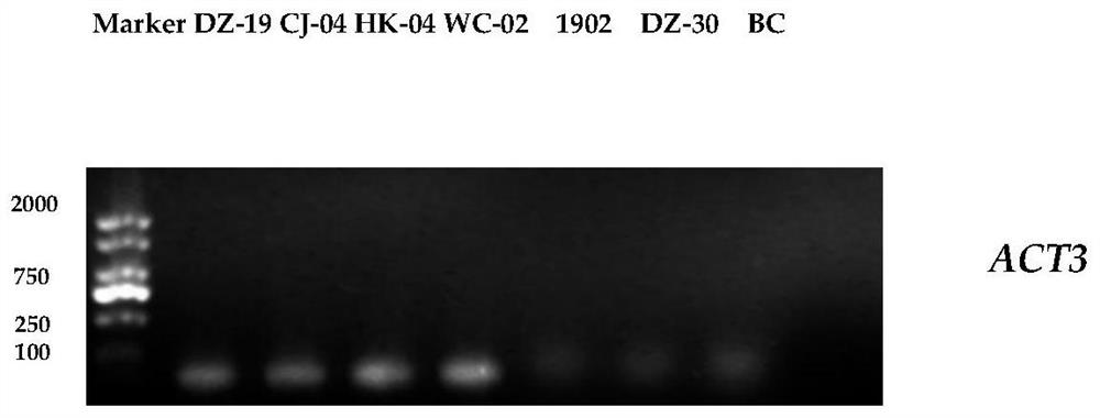 Method for quantitatively detecting colletotrichum gloeosporioides by utilizing real-time fluorescent PCR (Polymerase Chain Reaction)