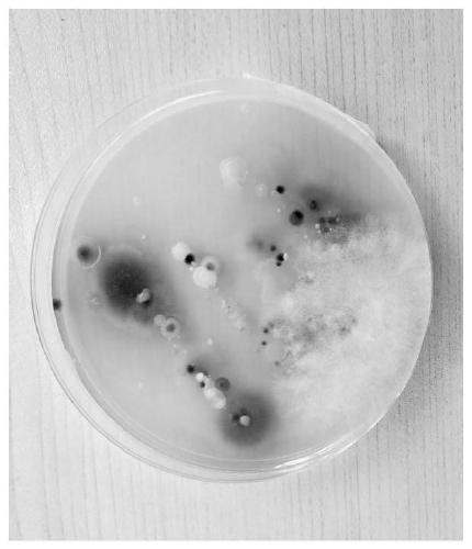 Lignin cationic surfactant, preparation method thereof, long-acting antibacterial agent and preparation method of long-acting antibacterial agent