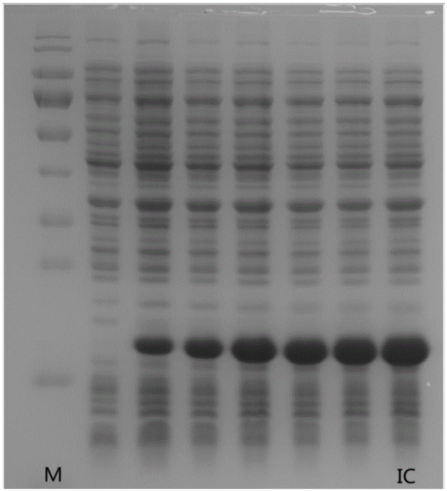 Nickel chelate immune-complex and preparation method and application thereof