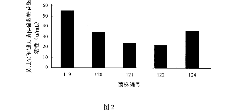 Detecting method for fusarium oxysporum pathogenicless strain