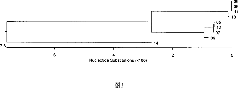 Detecting method for fusarium oxysporum pathogenicless strain