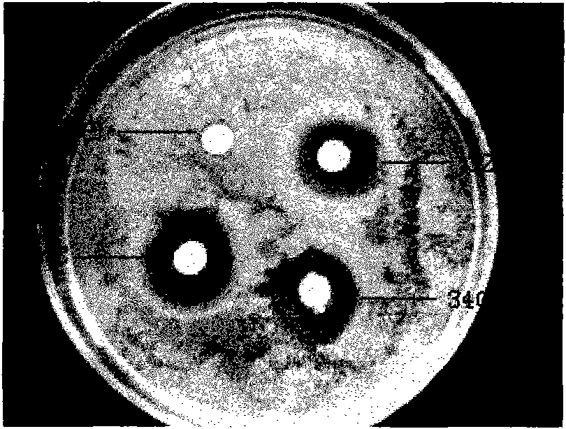 Method for preparing superfine zinc tungstate antibacterial agent by ultrasonic molten salt method