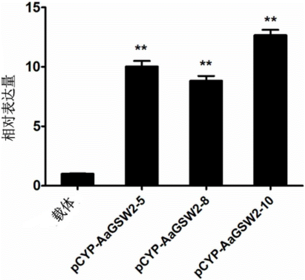 Artemisia apiacea WRKY type transcription factor coding sequence and application