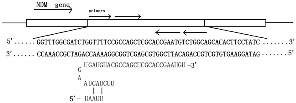 CrRNA and CRISPR-Cas12a system for carbapenemase detection and application