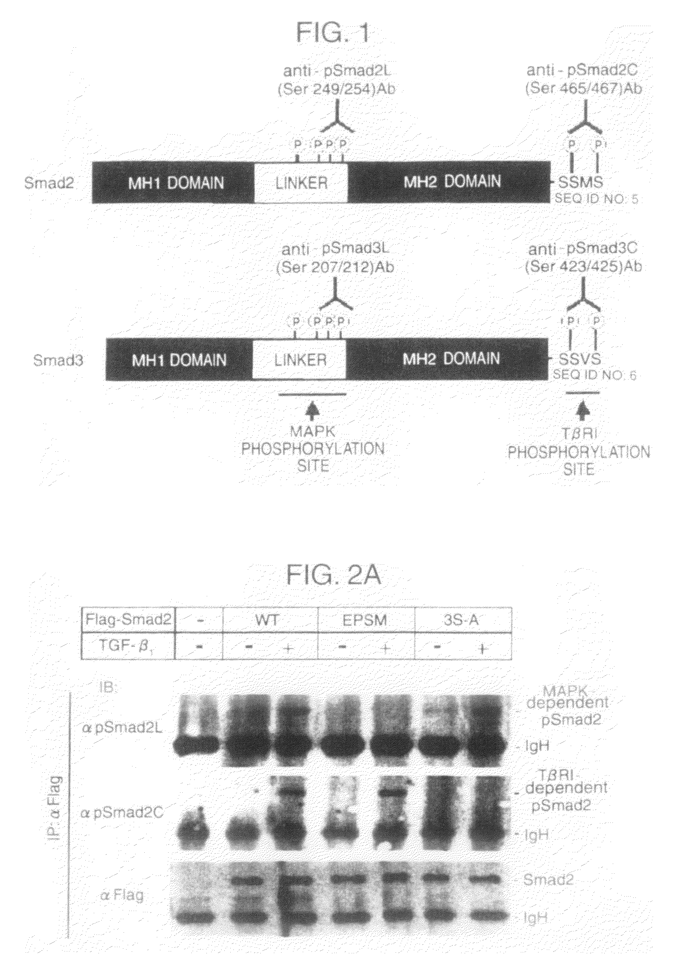 Antibodies specific for phosphorylation sites and screening methods using the same antibodies