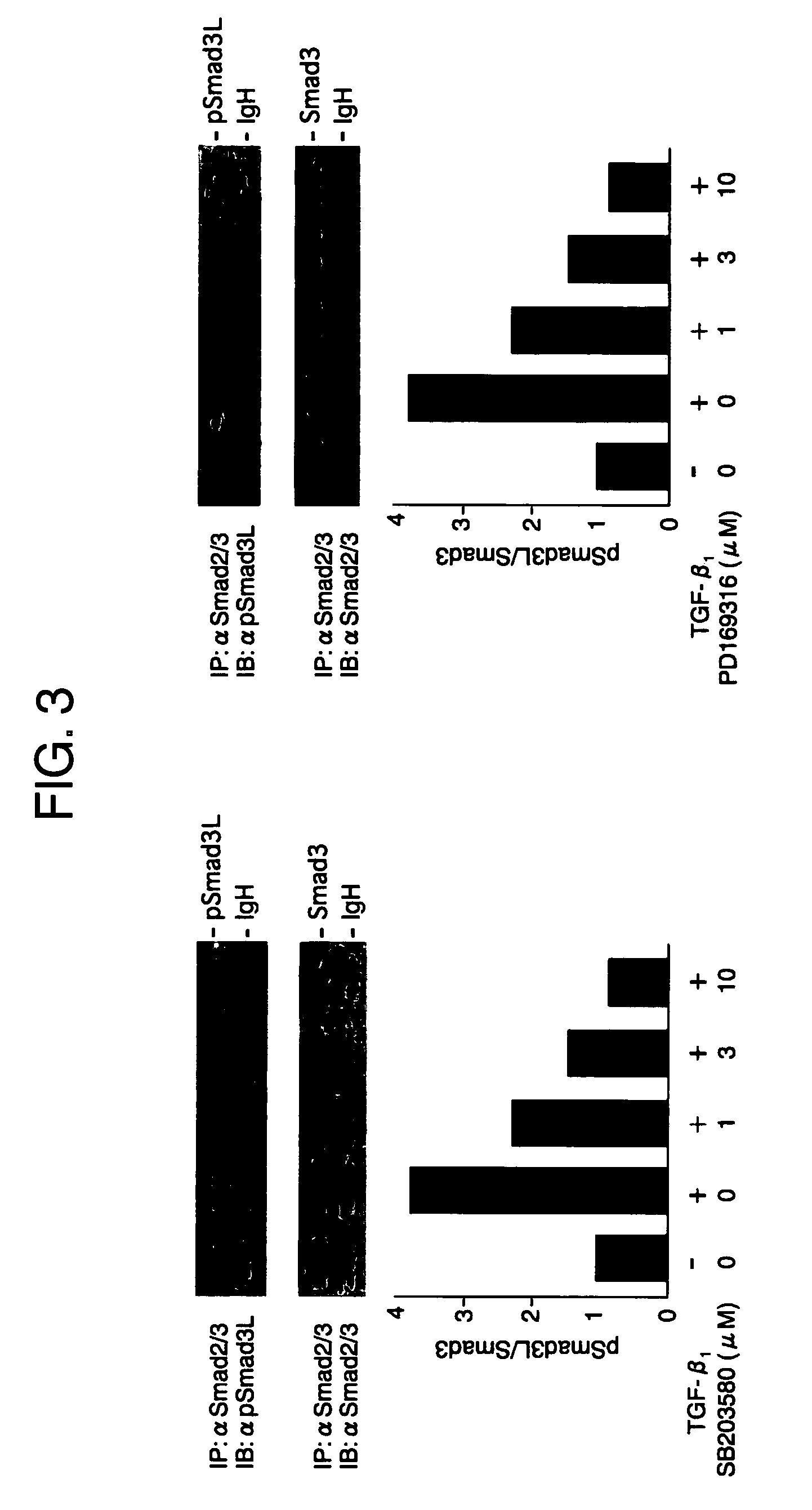 Antibodies specific for phosphorylation sites and screening methods using the same antibodies