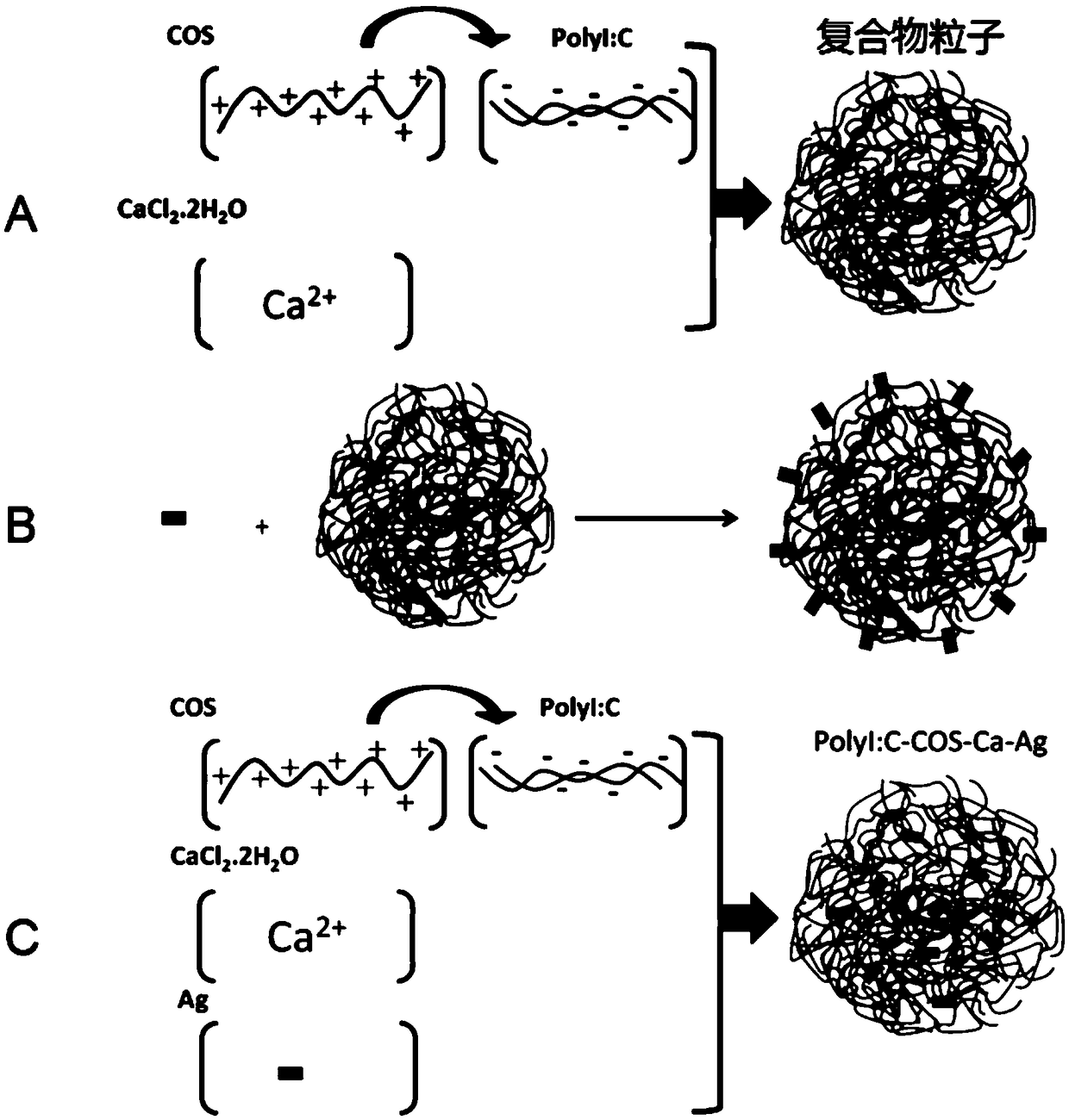 Compound for enhancing immune response