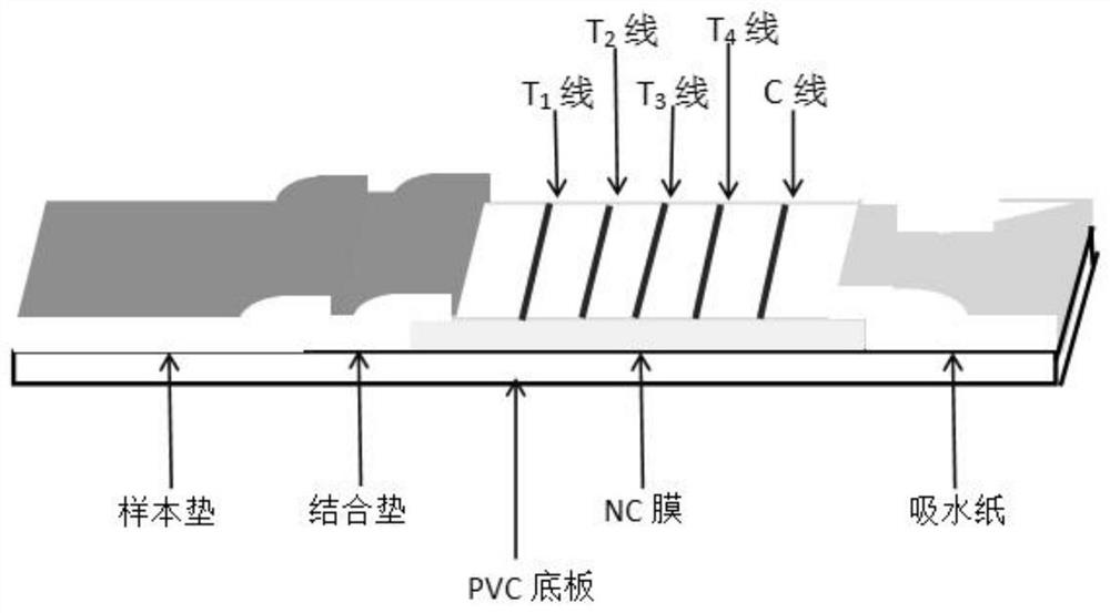 Milk immunofluorescence detection test strip and application