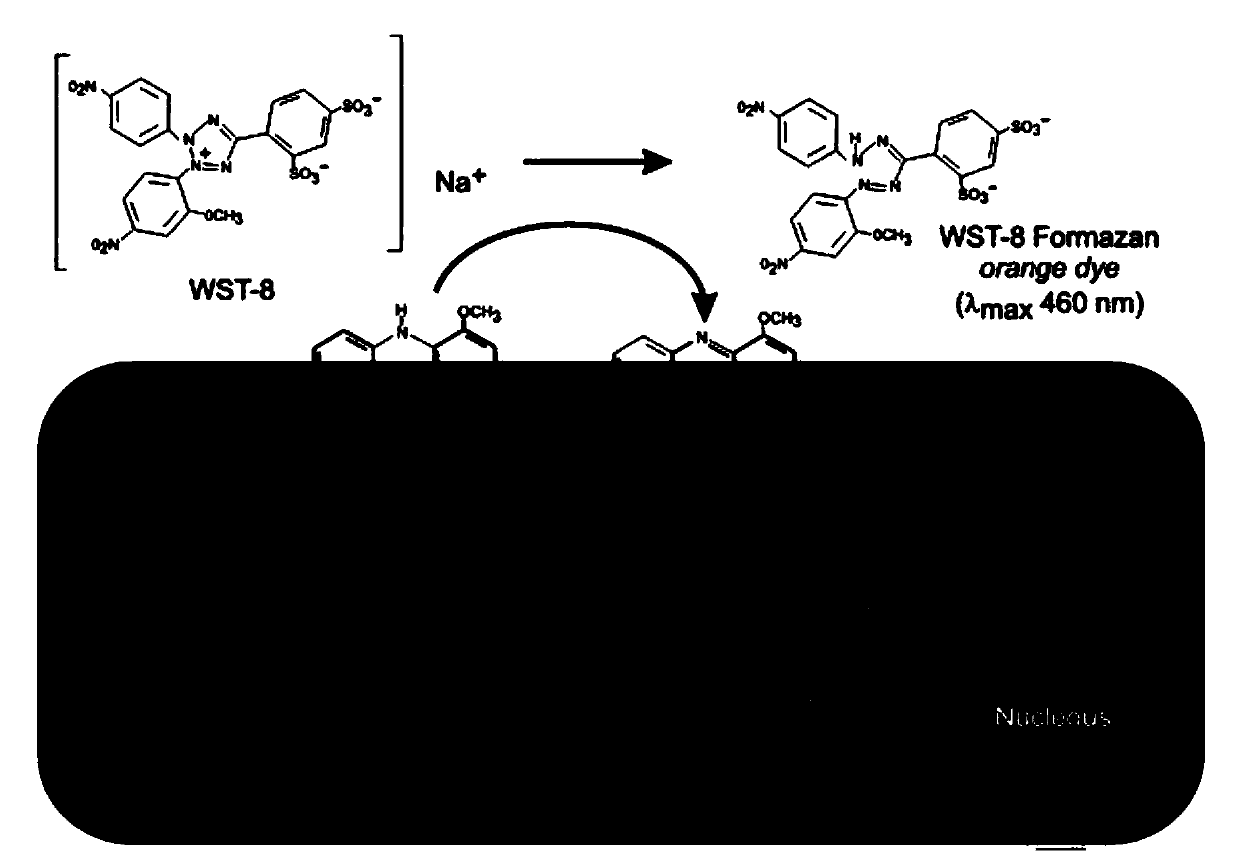 Application of arctigenin in preparation of drug for specifically killing adriamycin-resistant liver cancer cells