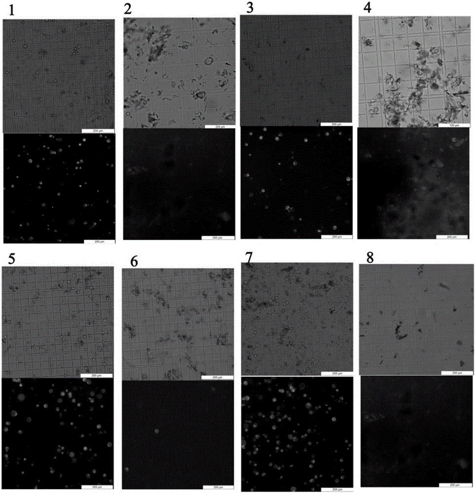 Method for betula luminifera xylem protoplast preparation and instantaneous conversion