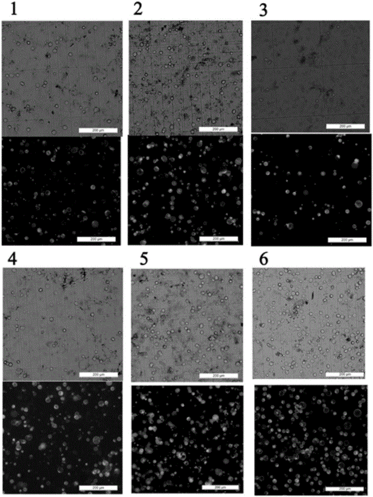 Method for betula luminifera xylem protoplast preparation and instantaneous conversion