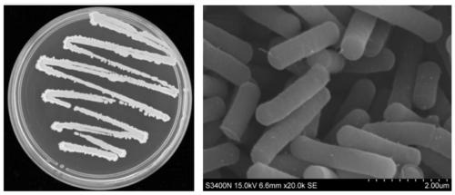 Bacillus amyloliquefaciens JT68 and application thereof in prevention and control of tea anthracnose