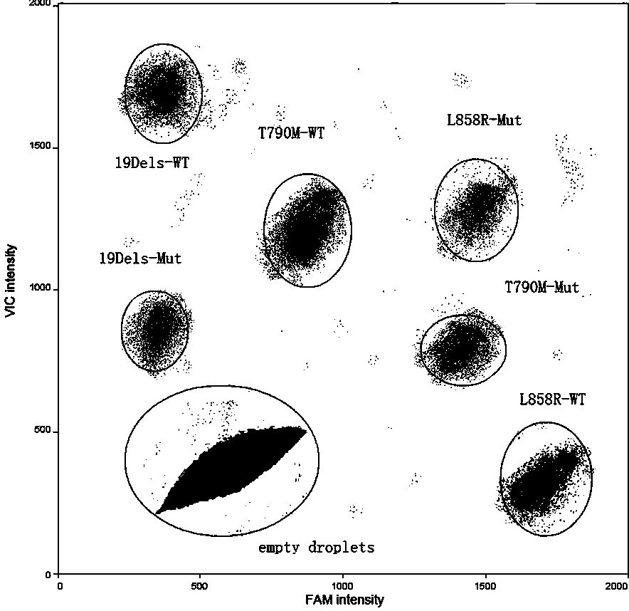 EGFR gene mutation detection primer probe and its kit