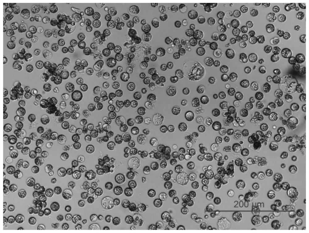 Enzymolysis method for rapidly removing cell walls of Populus alba L or Eucalyptus robusta Smith, and application