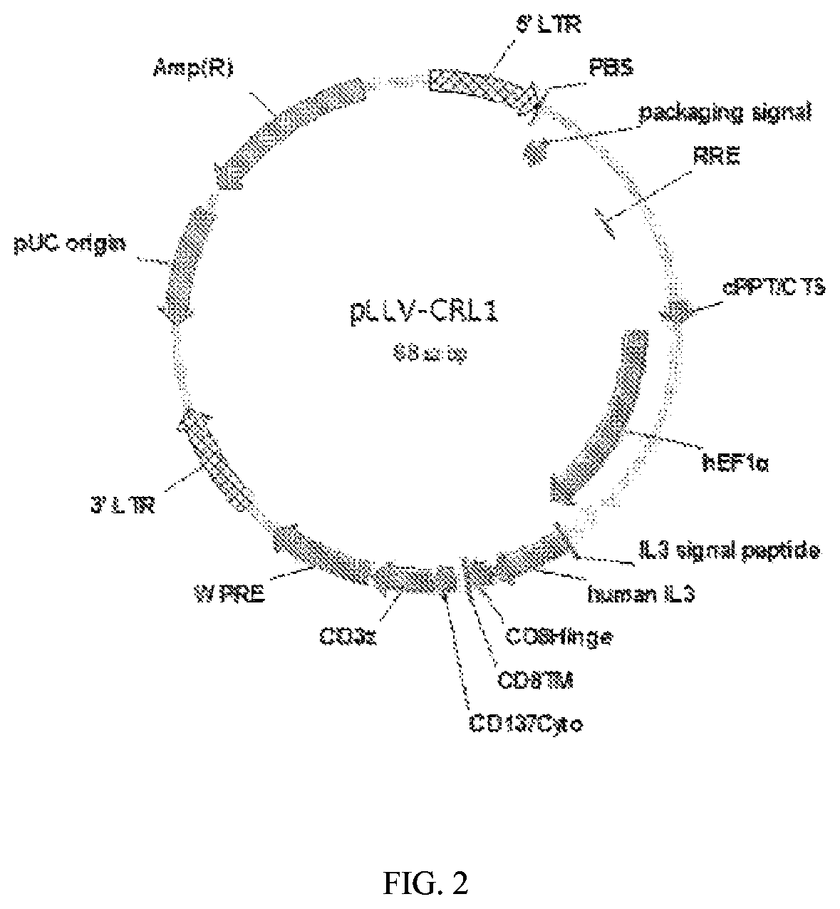 Human-CD123-targeting chimeric receptor ligand and application thereof