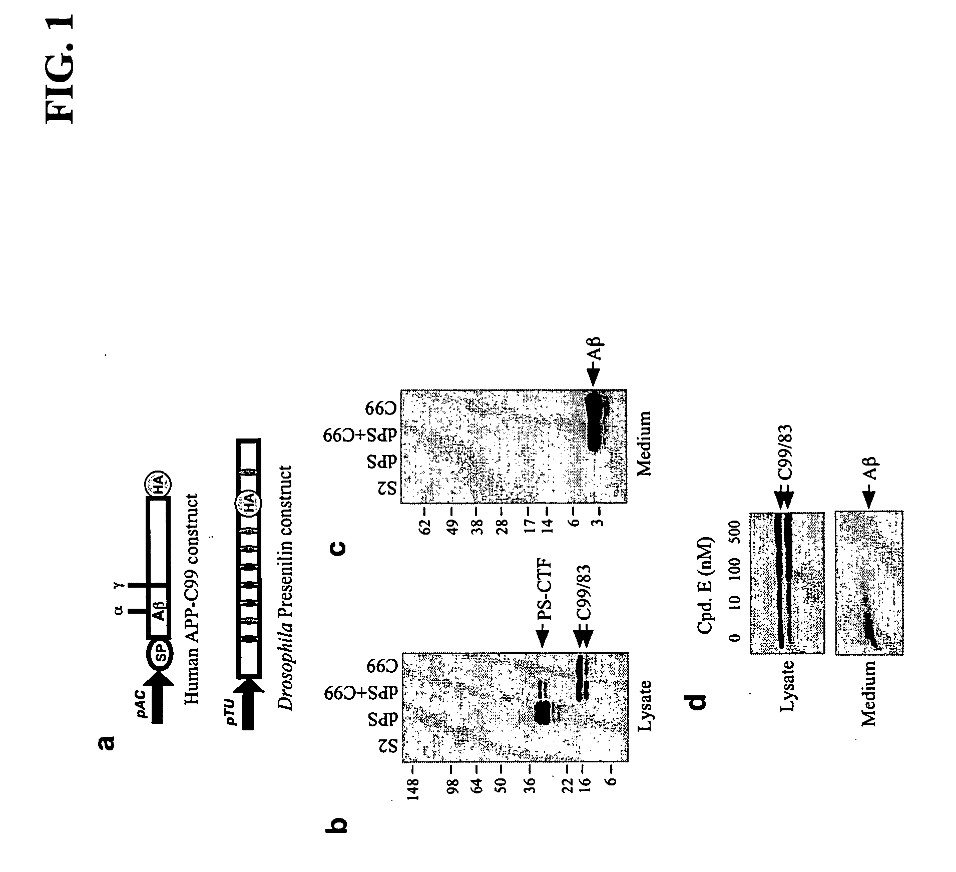 Novel modulators of amyloid-beta production and uses thereof