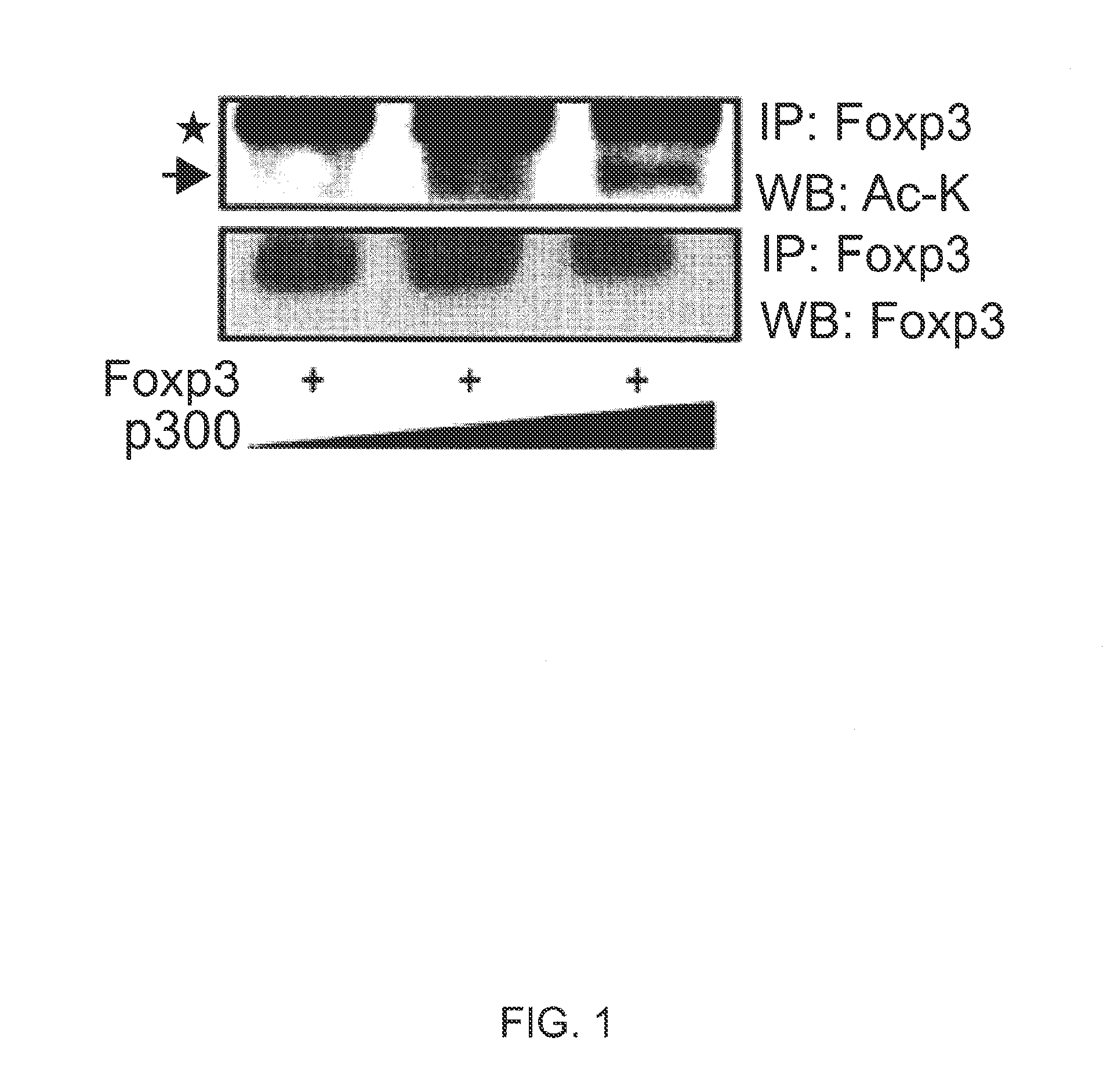 Compositions and methods for treating foxp3+ treg related diseases