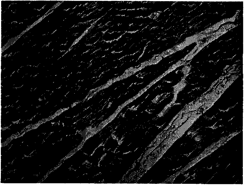 Bulleyaconitine A lipidosome freeze-dried powder injection and preparation method thereof