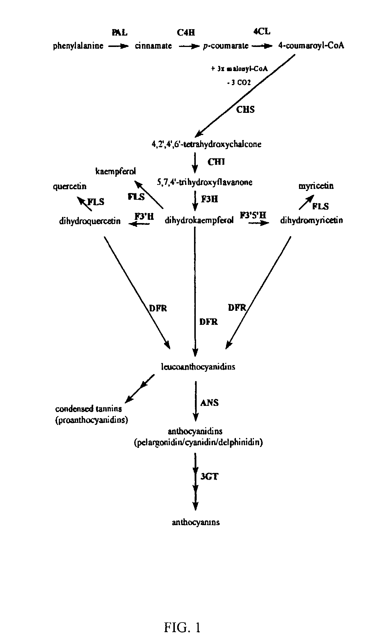 Genetic sequences encoding dominant-negative chalcone synthase and uses therefore