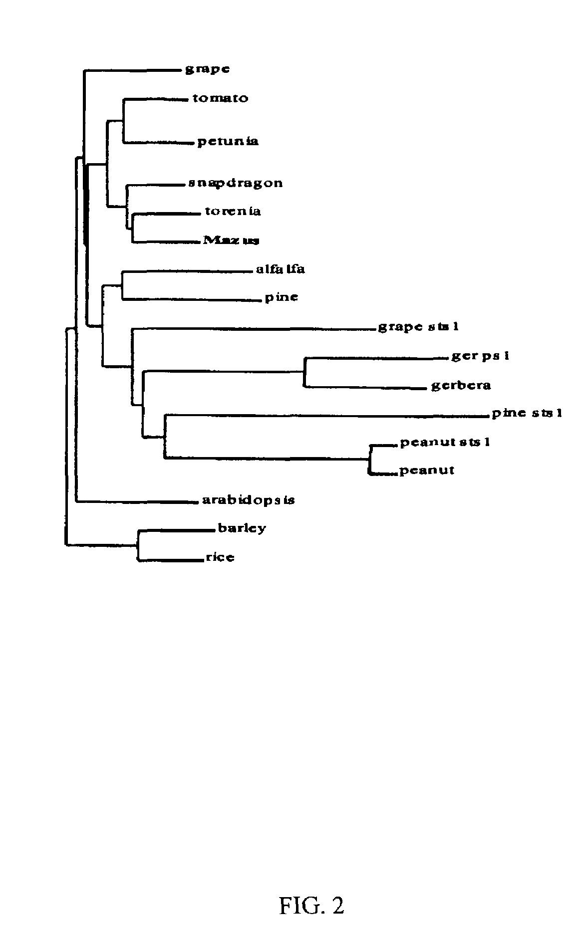 Genetic sequences encoding dominant-negative chalcone synthase and uses therefore