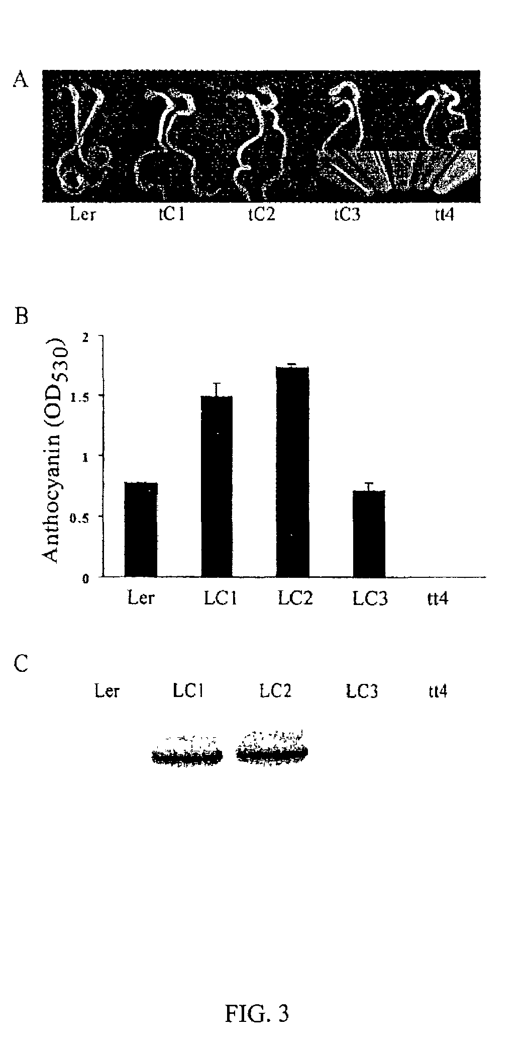 Genetic sequences encoding dominant-negative chalcone synthase and uses therefore