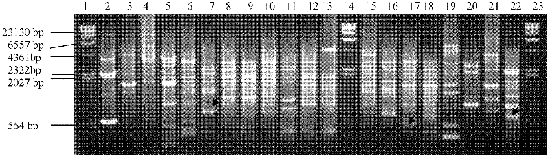 Biological active early warning marking method for chemical industry wastewater treatment