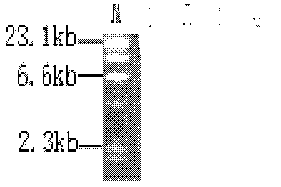 Biological active early warning marking method for chemical industry wastewater treatment