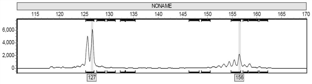 Fingerprint spectrum of butterfly-leaf platycladus orientalis SSR marker and construction method and application thereof