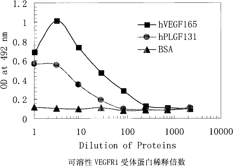 Monoclonal antibody of anti-human PIGF (placental growth factor) protein as well as preparation method and application thereof