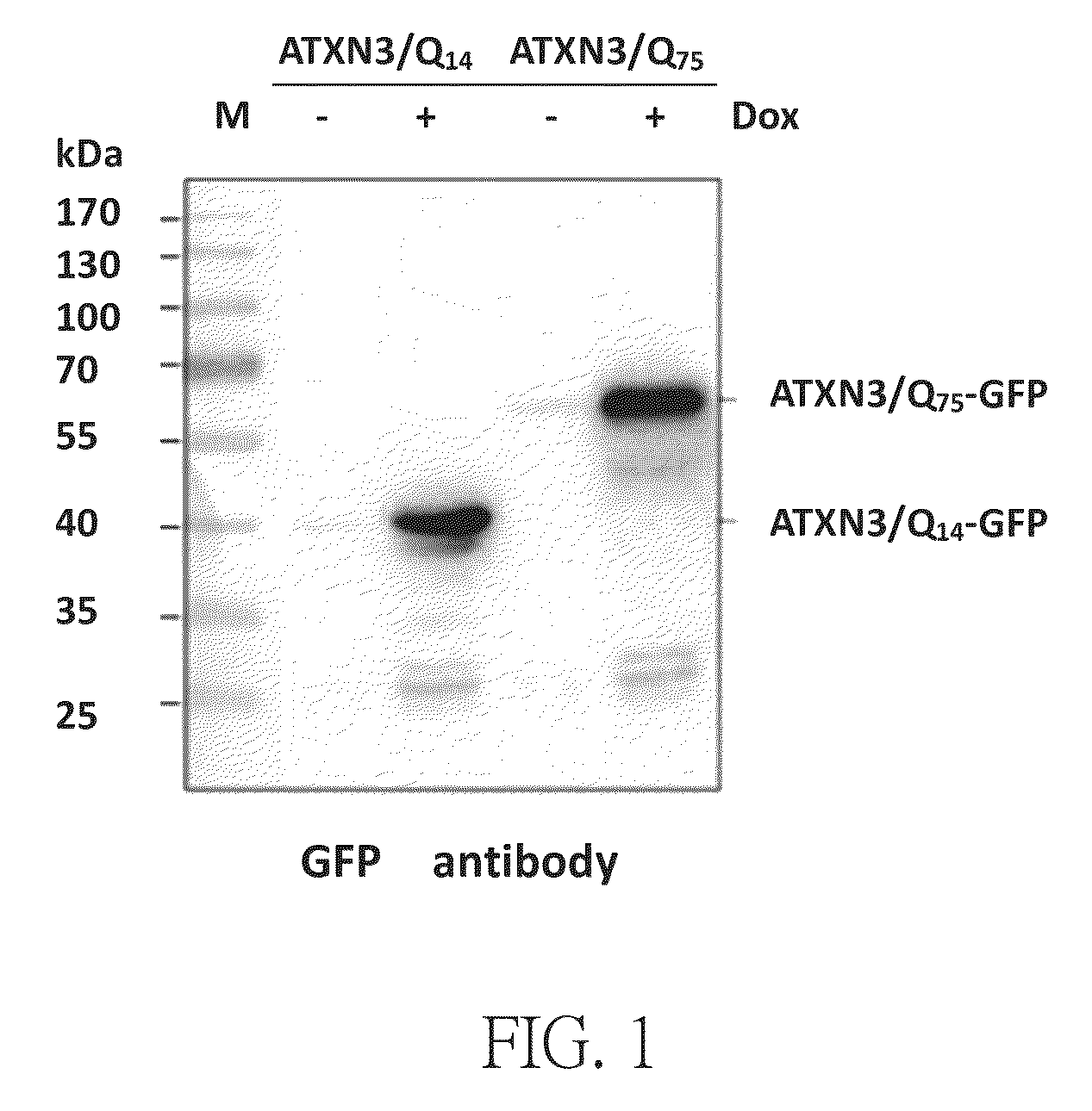 Method for treating abnormal polyglutamine-mediated disease