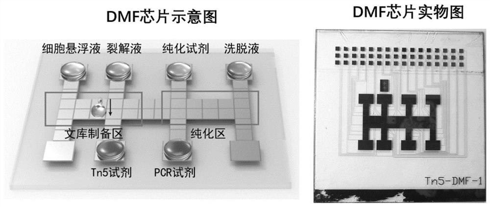 Rapid single cell library building method