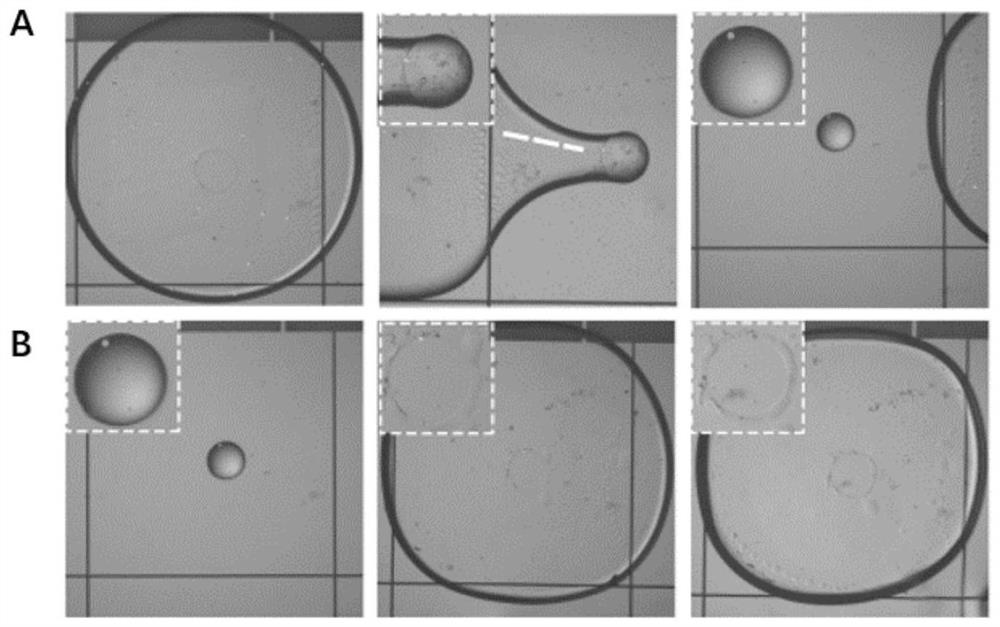 Rapid single cell library building method