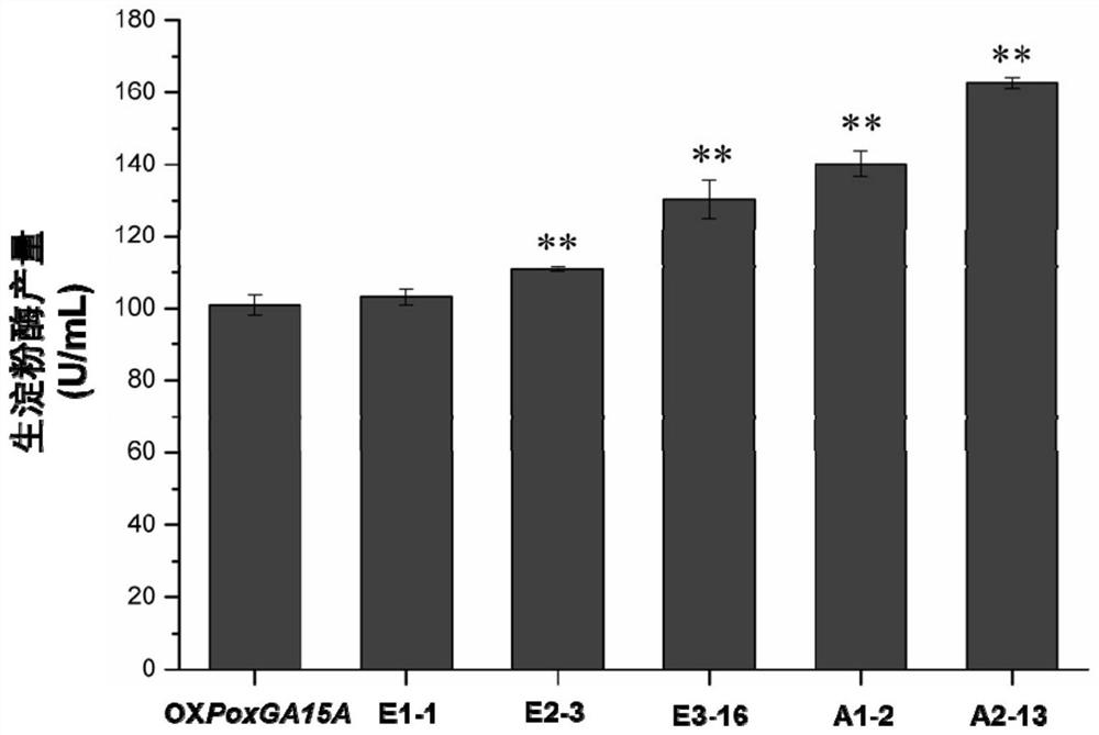 Penicillium oxalicum mutant strain a2-13 and its application in preparation of raw amylase preparation and degradation of raw starch