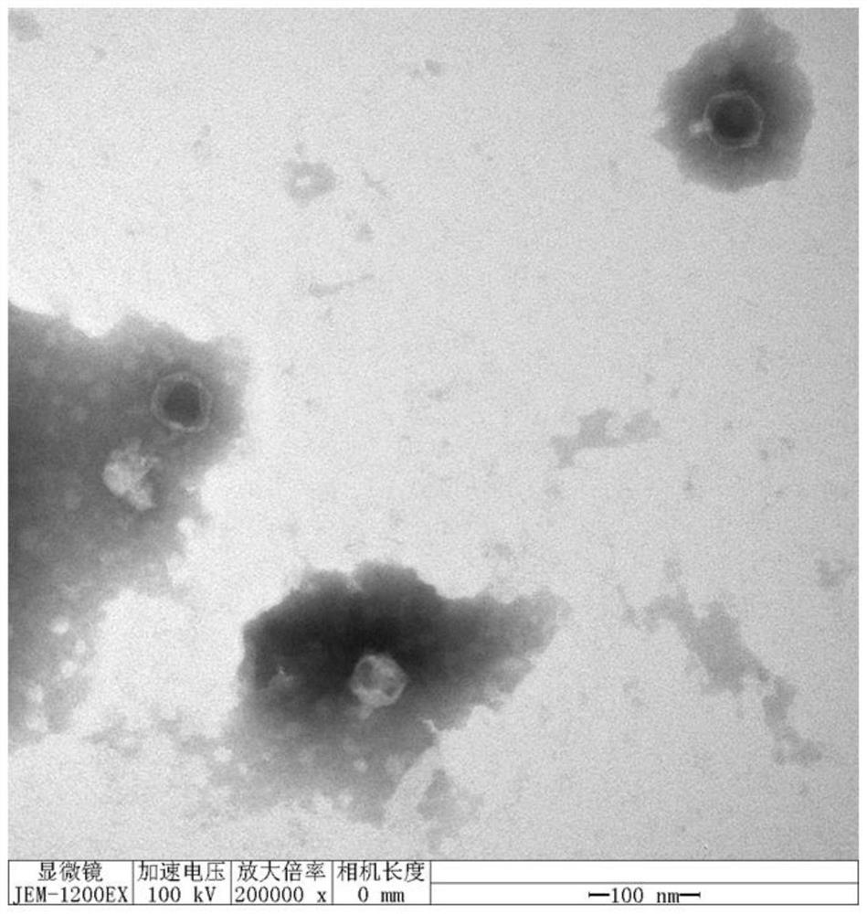 A Salmonella phage capable of simultaneously lysing Escherichia coli and its application