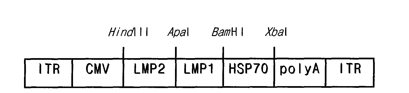 Preparation method of recombinant adeno-associated viruses containing EB virus latent membrane protein 1 and 2 genes and application thereof