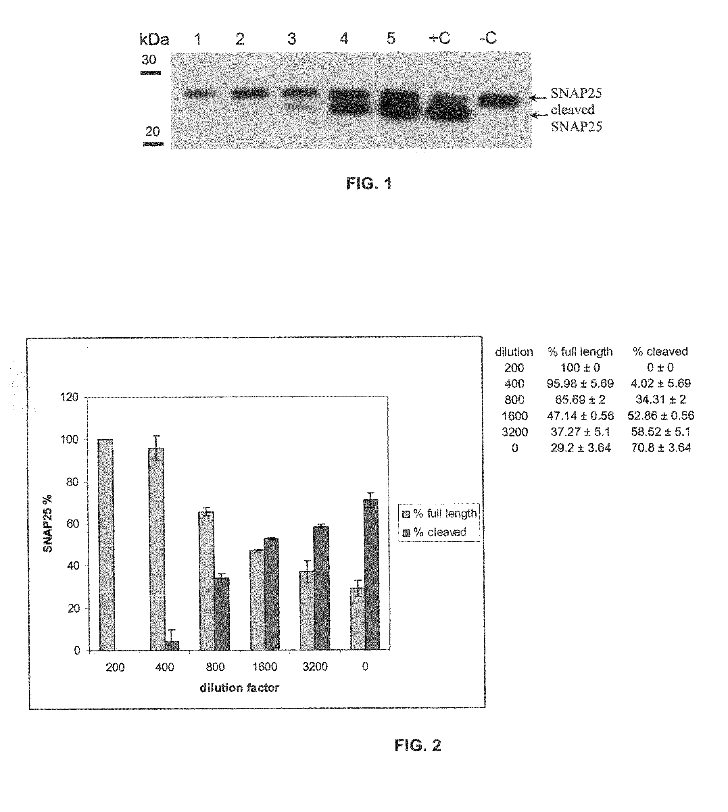 Method of detecting botulinum neurotoxin and antibodies that neutralize botulinum neurotoxin action