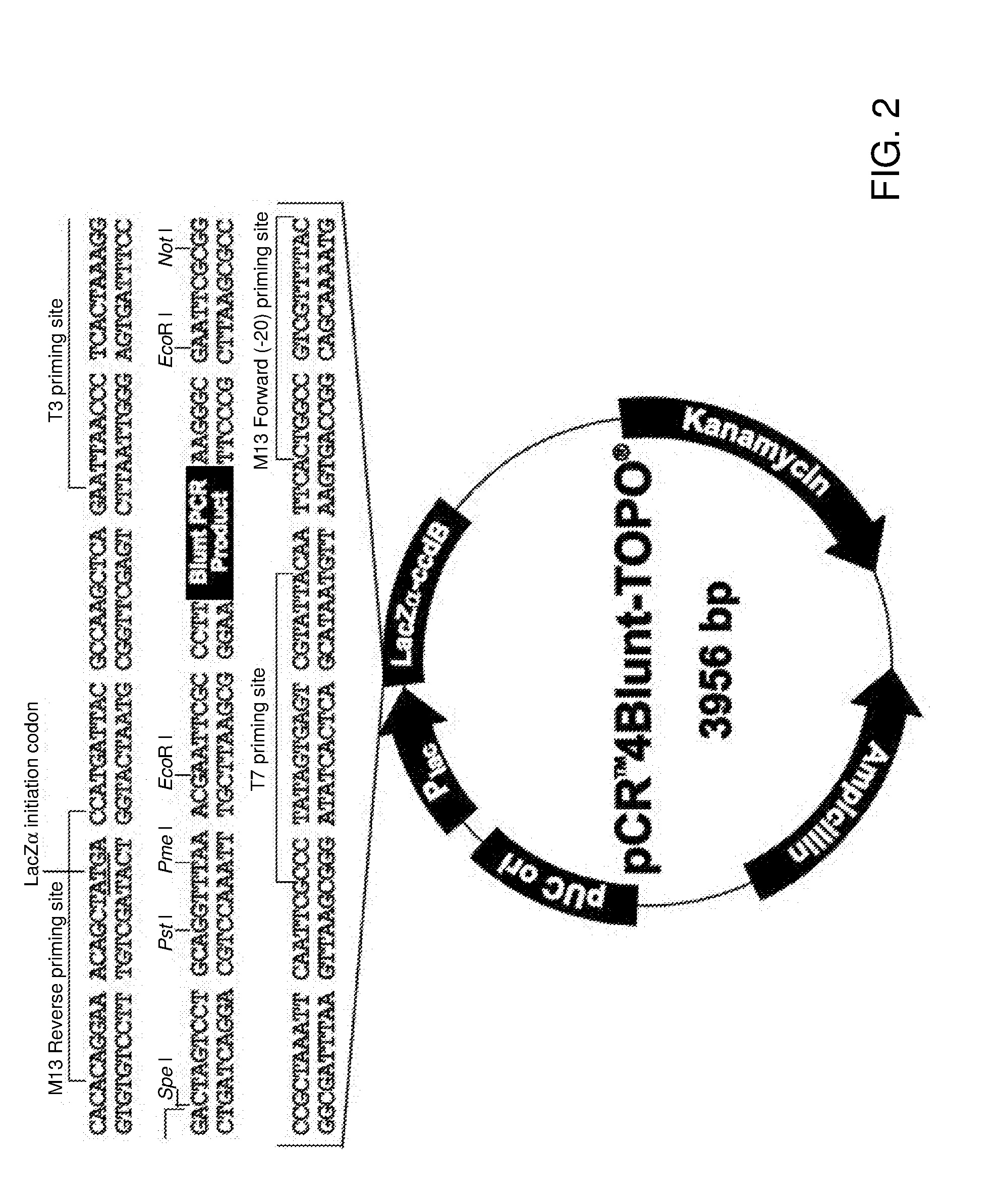 Novel genome alteration system for microorganisms