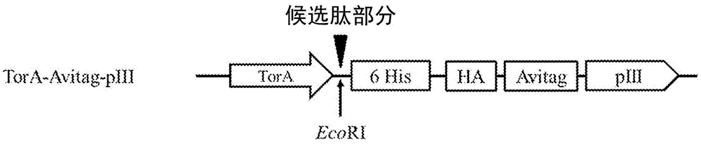 Method of monitoring cellular trafficking of peptides