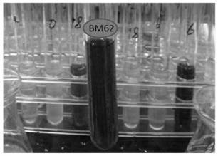 High-temperature micro-aerobic composting nitrogen-preserving bacterium for reducing ammonia volatilization of animal manure composting and application thereof