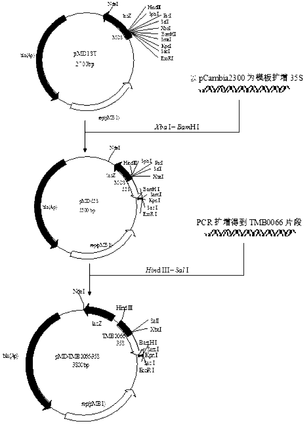 Cotton plant event a-6, as well as detection primer and detection method thereof