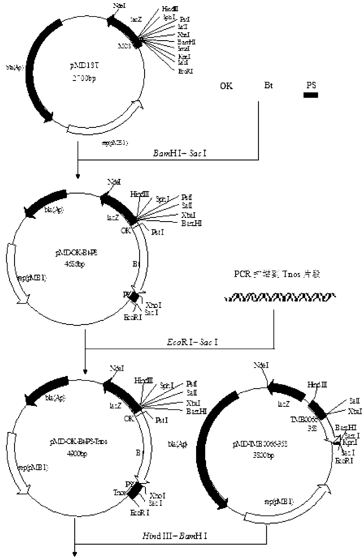 Cotton plant event a-6, as well as detection primer and detection method thereof